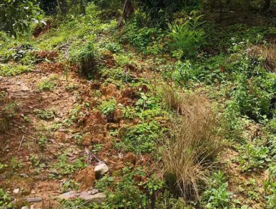 地災(zāi)監(jiān)測(cè)云平臺(tái)成功預(yù)警